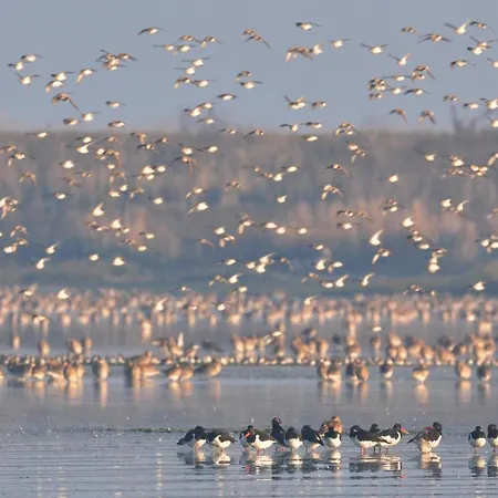 Seehorse Apartament Den Oever